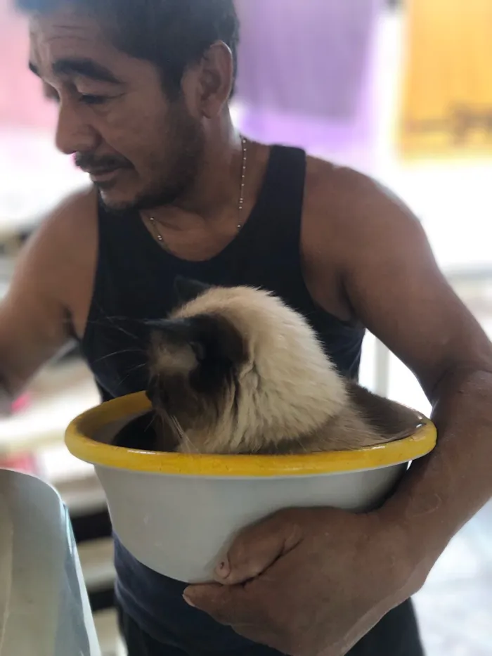 Gato raça Persa idade 6 ou mais anos nome Nino 