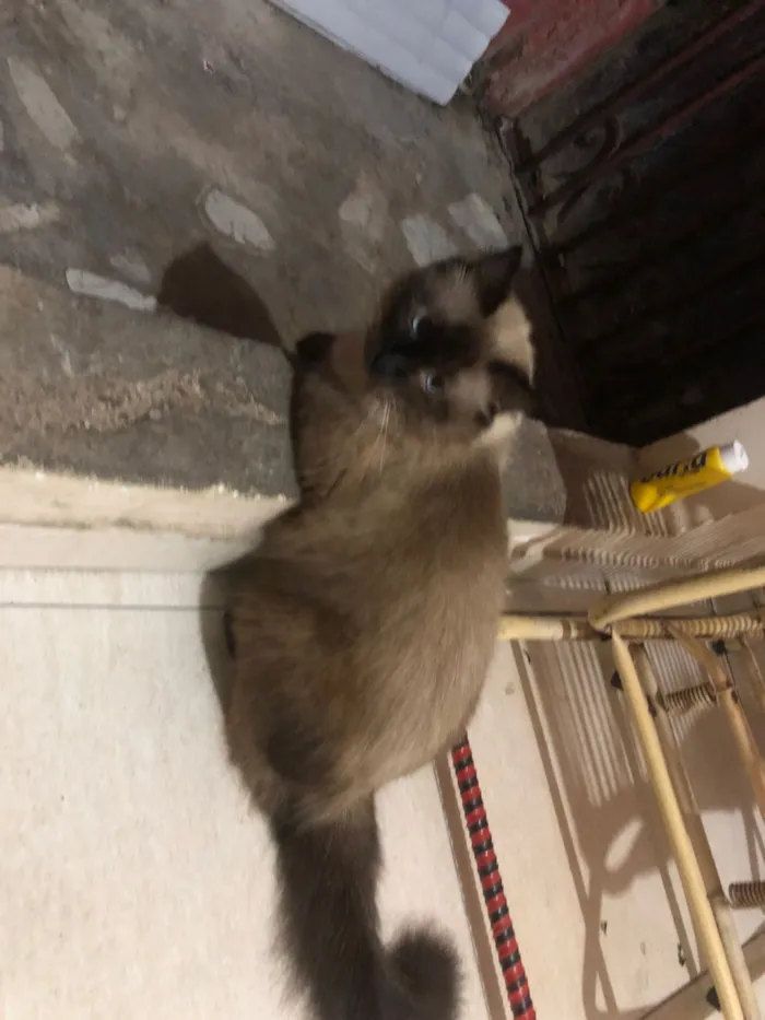 Gato raça Persa idade 6 ou mais anos nome Nino 