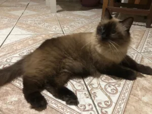 Gato raça Persa idade 6 ou mais anos nome Nino 