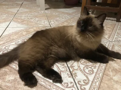 Gato raça Persa idade 6 ou mais anos nome Nino 