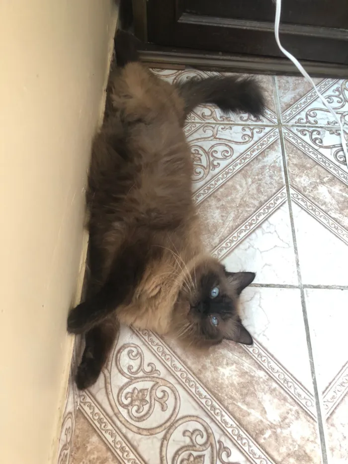 Gato raça Persa idade 6 ou mais anos nome Nino 