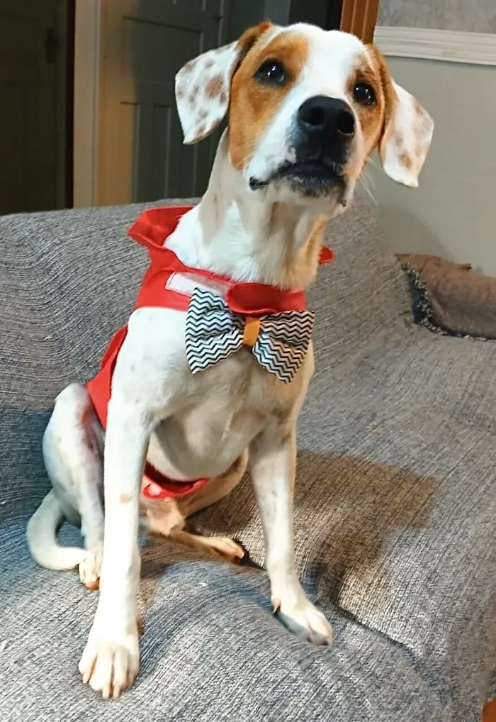 Cachorro raça SRD-ViraLata idade 1 ano nome Caputino 