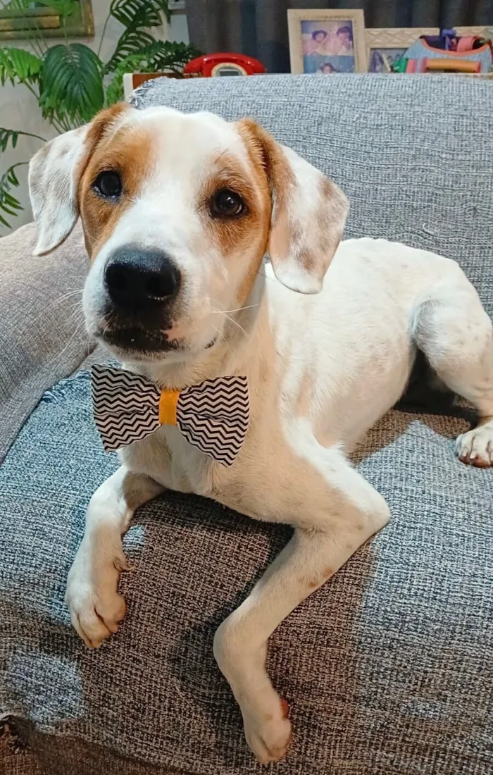 Cachorro raça SRD-ViraLata idade 1 ano nome Caputino 