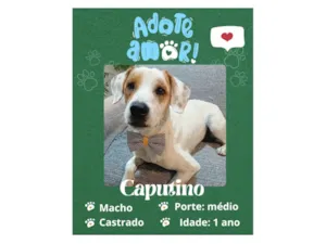 Cachorro raça SRD-ViraLata idade 1 ano nome Caputino 
