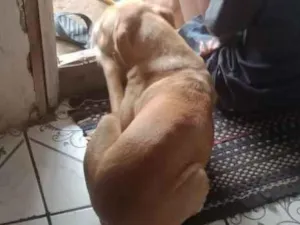 Cachorro raça SRD-ViraLata idade 7 a 11 meses nome akira