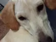 Zureta