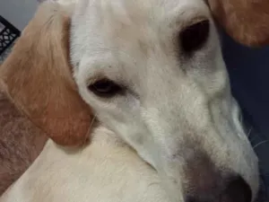 Cachorro raça SRD-ViraLata idade 7 a 11 meses nome Zureta