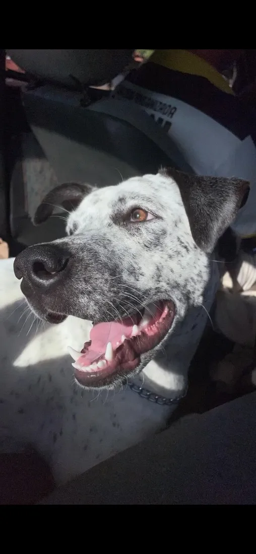 Cachorro raça SRD-ViraLata idade 2 anos nome Pandora
