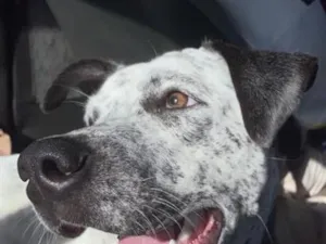 Cachorro raça SRD-ViraLata idade 2 anos nome Pandora