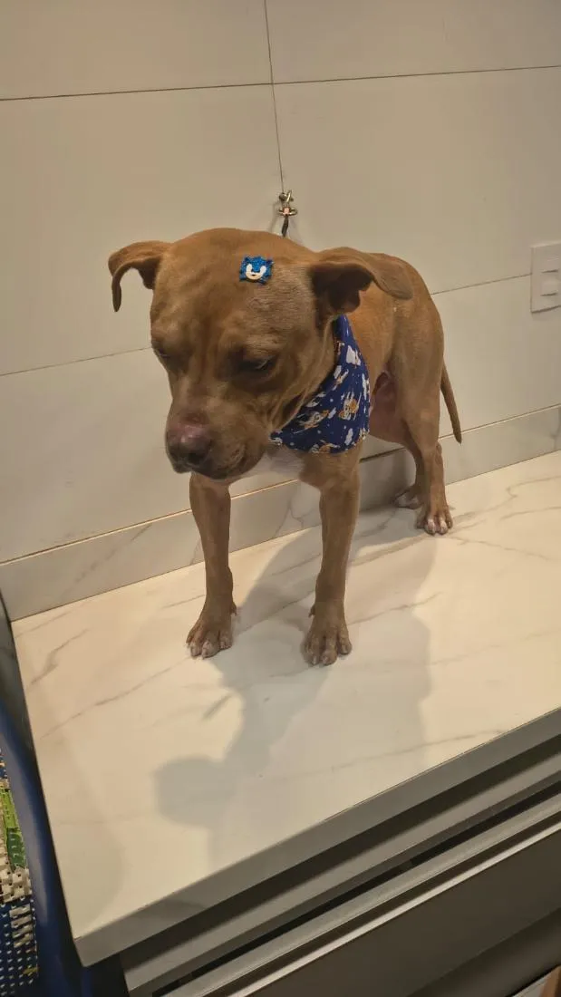 Cachorro raça Pit-Bull idade 1 ano nome Mike