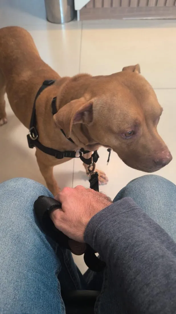 Cachorro raça Pit-Bull idade 1 ano nome Mike