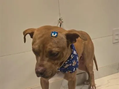 Cachorro raça Pit-Bull idade 1 ano nome Mike