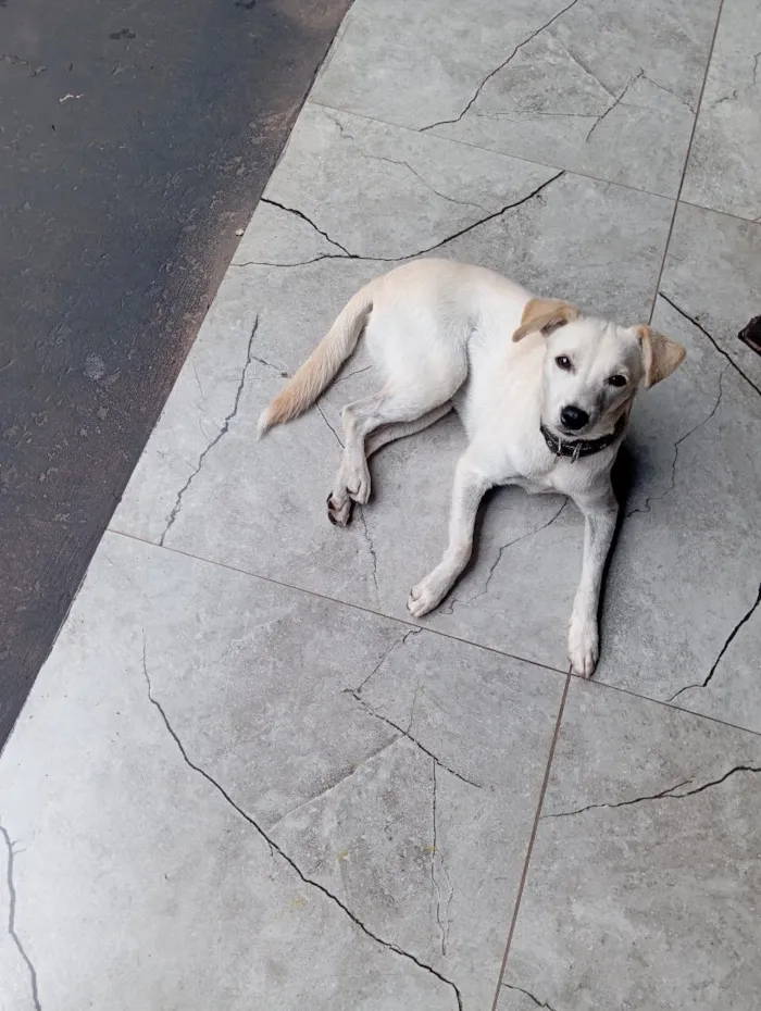 Cachorro raça SRD-ViraLata idade 1 ano nome Tor