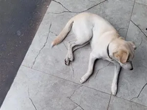 Cachorro raça SRD-ViraLata idade 1 ano nome Tor