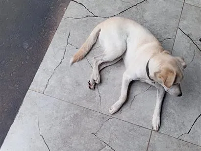 Cachorro raça SRD-ViraLata idade 1 ano nome Tor