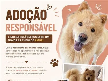 Cachorro raça Pit-Bull idade 4 anos nome Mel
