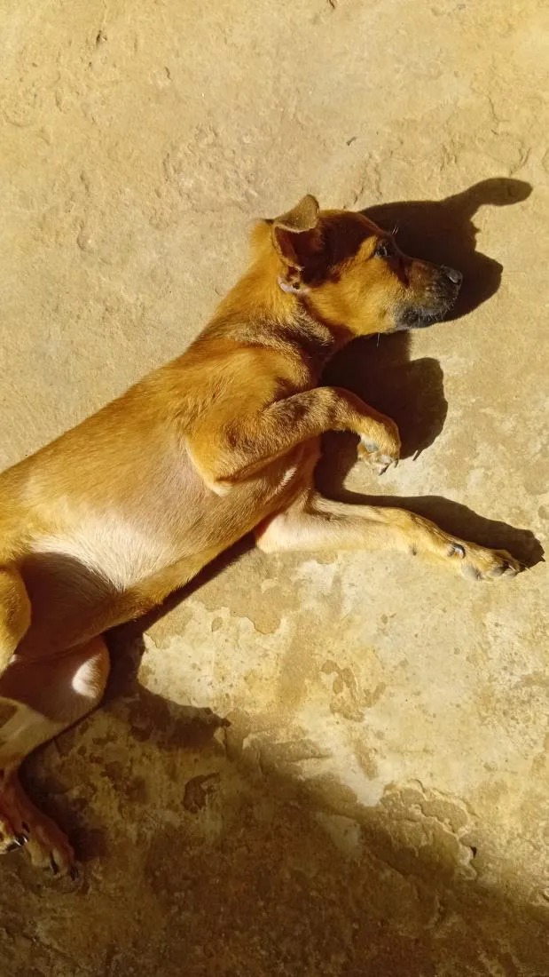 Cachorro raça SRD-ViraLata idade 2 a 6 meses nome Arisca