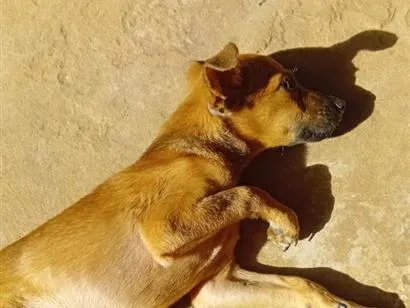Cachorro raça SRD-ViraLata idade 2 a 6 meses nome Arisca