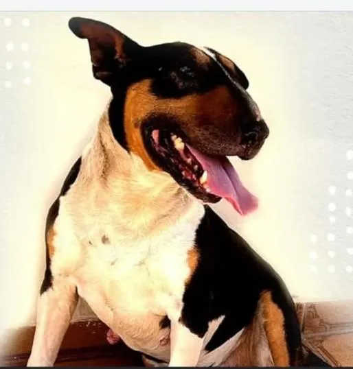 Cachorro raça Pit-Bull idade 2 anos nome Jorginho 