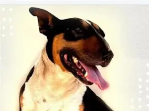 Cachorro raça Pit-Bull idade 2 anos nome Jorginho 