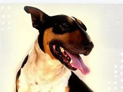 Cachorro raça Pit-Bull idade 2 anos nome Jorginho 