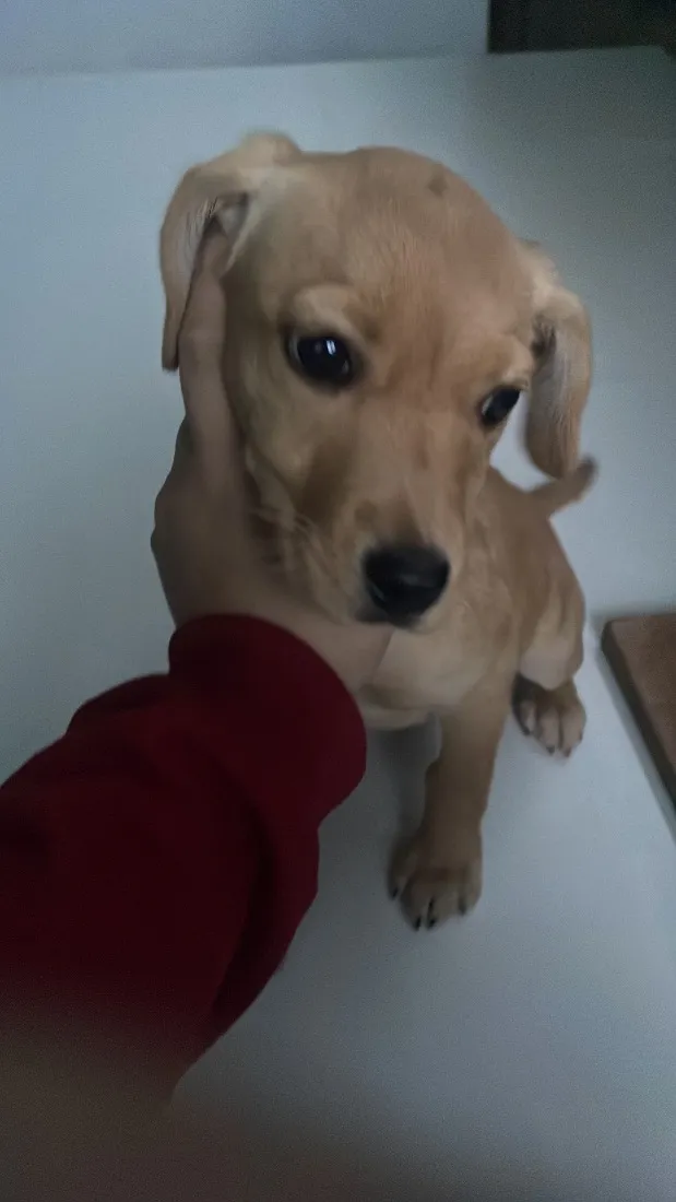 Cachorro raça SRD-ViraLata idade 2 a 6 meses nome Mel