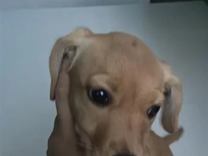 Cachorro raça SRD-ViraLata idade 2 a 6 meses nome Mel