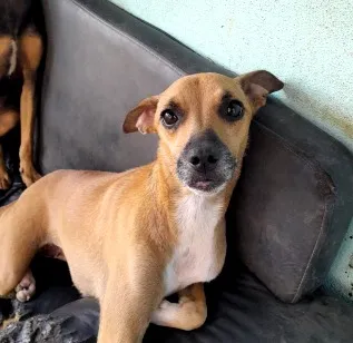Cachorro raça SRD-ViraLata idade 7 a 11 meses nome Bonnie, negão e negrinho