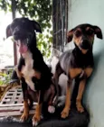 Bonnie, negão e negrinho