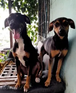 Cachorro raça SRD-ViraLata idade 7 a 11 meses nome Bonnie, negão e negrinho