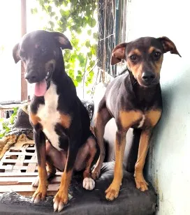 Cachorro raça SRD-ViraLata idade 7 a 11 meses nome Bonnie, negão e negrinho