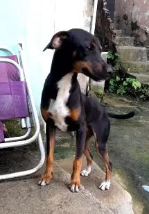 Cachorro raça SRD-ViraLata idade 7 a 11 meses nome Bonnie, negão e negrinho