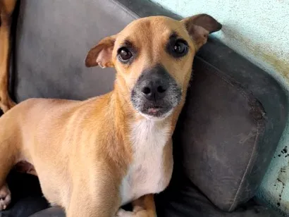 Cachorro raça SRD-ViraLata idade 7 a 11 meses nome Bonnie, negão e negrinho