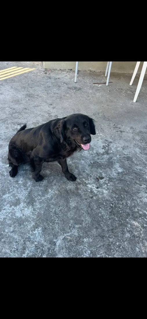 Cachorro raça Labrador idade 3 anos nome Bart