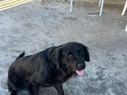 Cachorro raça Labrador idade 3 anos nome Bart