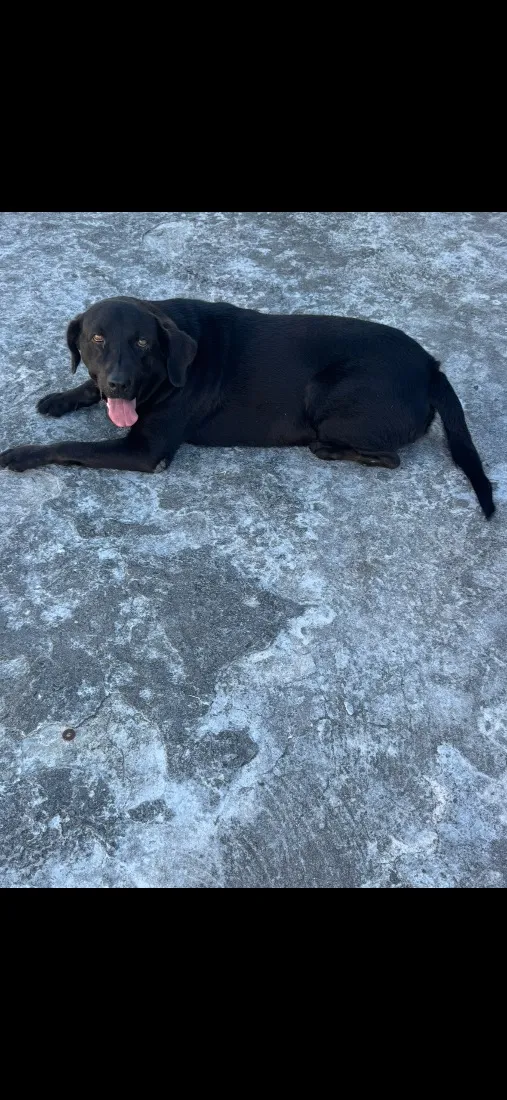 Cachorro raça Labrador idade 6 ou mais anos nome Liza 