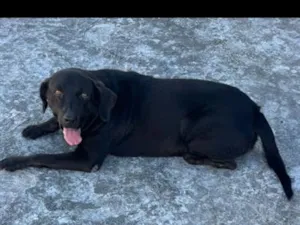 Cachorro raça Labrador idade 6 ou mais anos nome Liza 