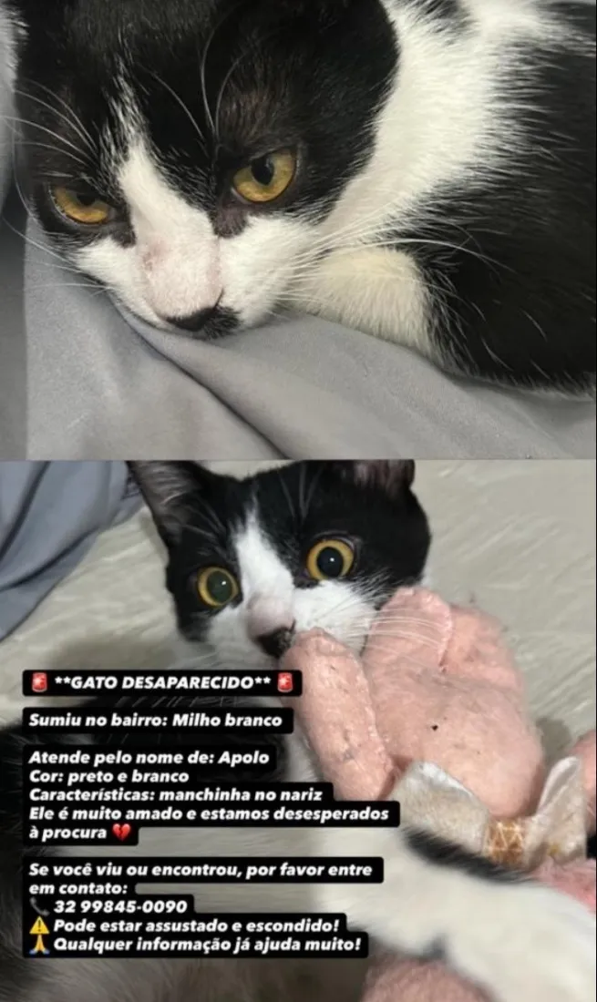 Gato raça SRD-ViraLata idade 2 a 6 meses nome Apolo
