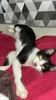 Apolo