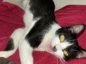 Gato raça SRD-ViraLata idade 2 a 6 meses nome Apolo