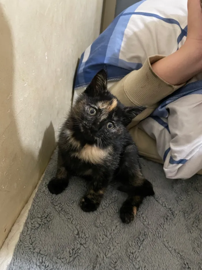 Gato raça SRD-ViraLata idade Abaixo de 2 meses nome Sem nome