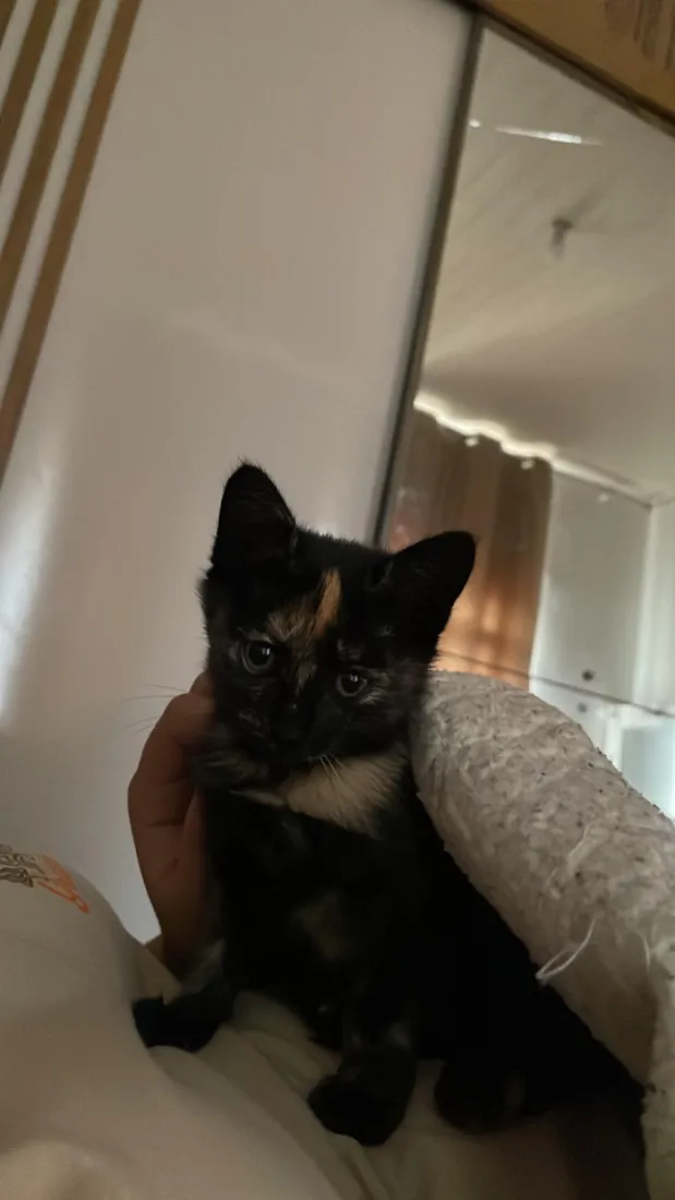 Gato raça SRD-ViraLata idade Abaixo de 2 meses nome Sem nome