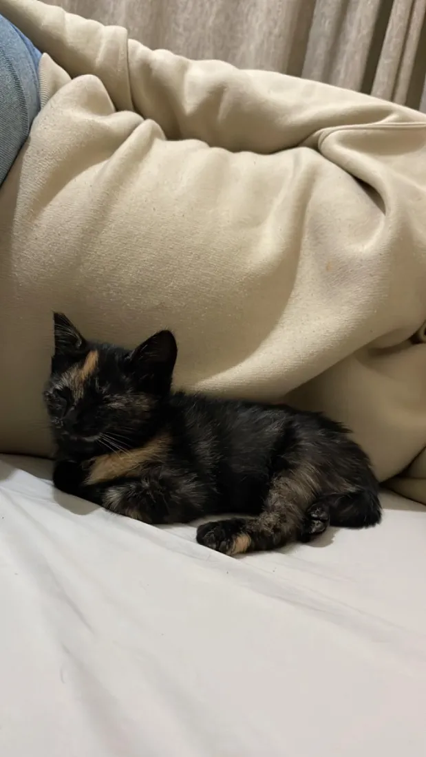 Gato raça SRD-ViraLata idade Abaixo de 2 meses nome Sem nome