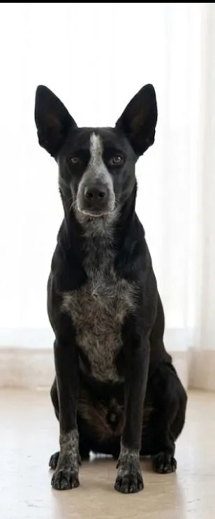Cachorro raça SRD-ViraLata idade 1 ano nome ZEYS RAYNAR 