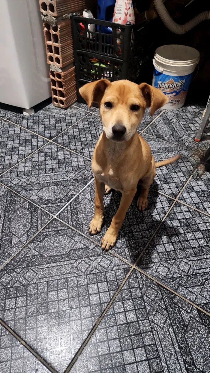 Cachorro raça SRD-ViraLata idade 2 a 6 meses nome LIAM