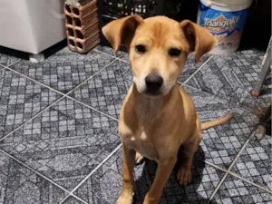 Cachorro raça SRD-ViraLata idade 2 a 6 meses nome LIAM