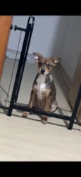 Koda