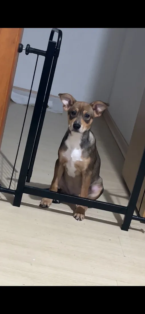 Cachorro raça SRD-ViraLata idade 2 a 6 meses nome Koda