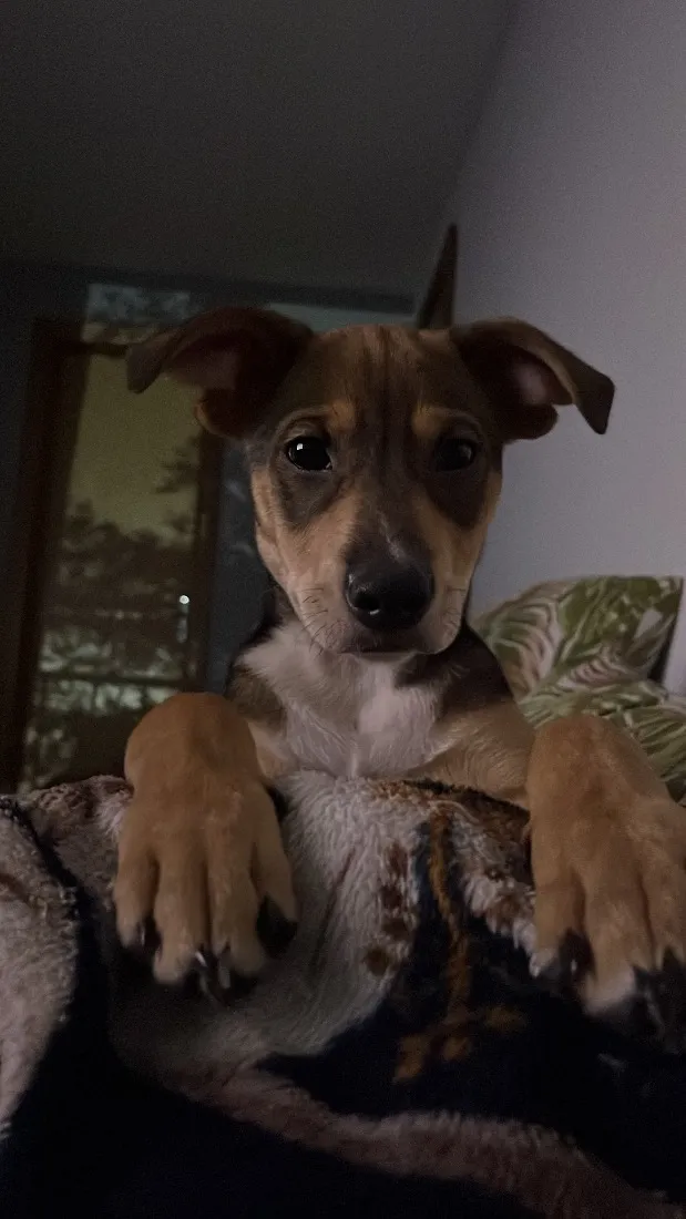 Cachorro raça SRD-ViraLata idade 2 a 6 meses nome Koda
