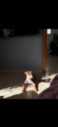Koda